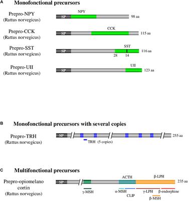 Strategies for the Identification of Bioactive Neuropeptides in Vertebrates